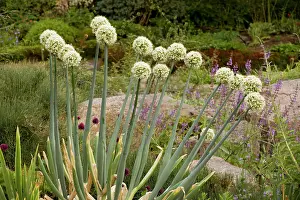 Garlics: A garlic