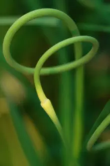 Comedy: Garlic