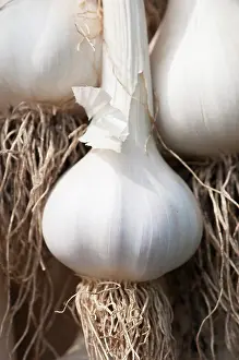Sativum: Garlic, Allium sativum, Close view of a single white