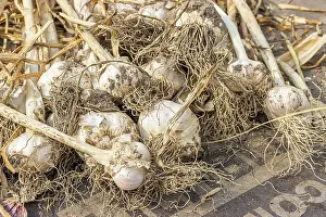 Drying: Garlic drying