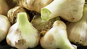 Levant: Garlic, Elephant garlic