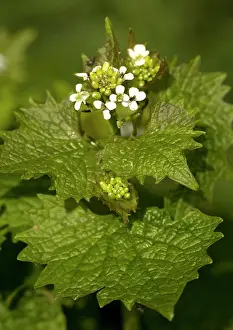 Mustards: Garlic mustard