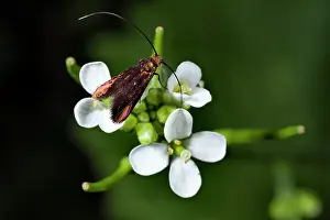 Helder: Garlic Mustard