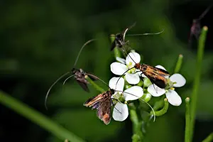 Helder: Garlic Mustard