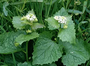 Petiolata: Garlic Mustard / Jack by the Hedge