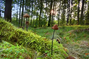 Marasmius: Garlic Parachute Mushrooms in forest growing