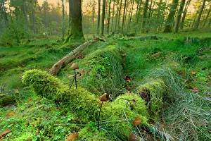 Marasmius: Garlic Parachute Mushrooms in forest growing