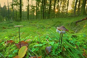 Marasmius: Garlic Parachute Mushrooms in forest growing