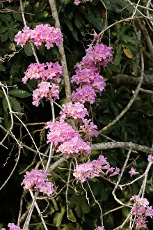 Scented: Garlic-scented Vine / Liana - at the edge of Lake Sandoval