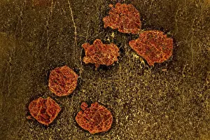 Garnet: Garnetiferous Amphibolite showing pyrope