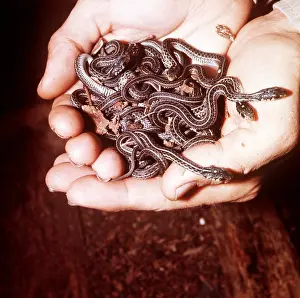 Donna Dickson: GART SNAKES - young, (1 day old) in person's hand