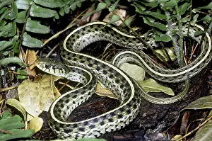 Thamnophis: Garter Snake