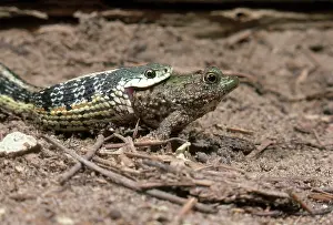 Garter: Garter snake
