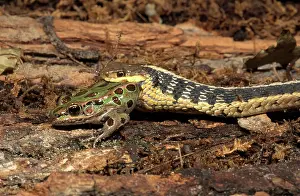 Garter: Garter snake