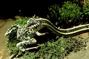 Thamnophis: Garter Snake Eating Pickerel Frog