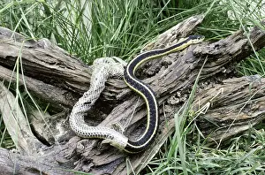 Thamnophis: Garter Snake shedding