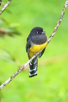 Mangroves: Gartered Trogon