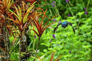 Mangroves: Gartered Trogon