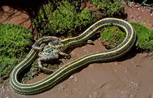Thamnophis: Gartersnake eats frog