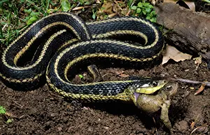 Nonvenomous: Gartersnake Eats Toad