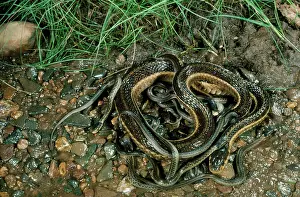 Thamnophis: Gartersnake with Young