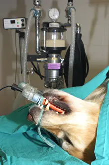 Blankets: Gas anaesthesia of a Dog for surgery France