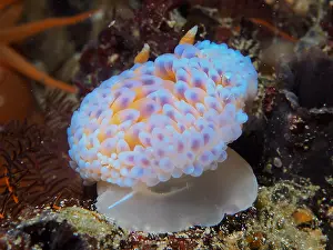 False: Gas flame nudibranch (Bonisa nakaza) Nudibranch