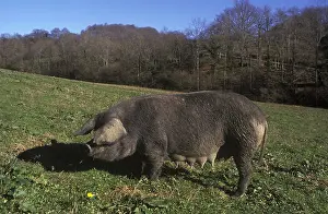 Sows: Gascogne saw in meadow France