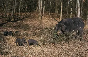 Sows: Gascogne sow and piglets France