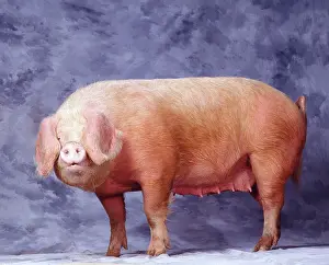 Teets: 'Gascon' Pig