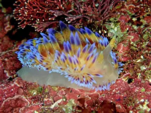 Slug: Gasflame nudibranch (Bonisa nakaza), False Bay dive