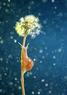 Crawl: Gasteropod going up to a dandelion, San Cristobal