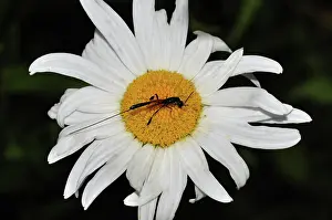 Nectar: Gasteruption jaculator