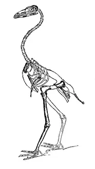 Beast: Gastornis, Cenozoic Bird
