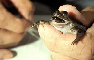 Birth: Gastric Brooding Frog (Rheobatrachus silus). Tadpoles