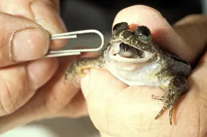 Birth: Gastric Brooding Frog (Rheobatrachus silus) giving