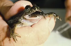 Birth: Gastric Brooding Frog (Rheobatrachus silus) giving birth
