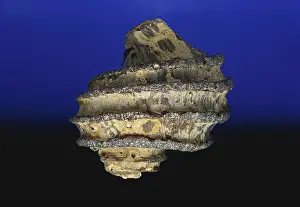 Miocene: Gastropod Fossil