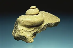 Ordovician: Gastropod Fossil