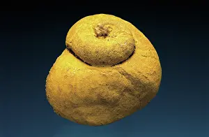 Snails: Gastropod fossil