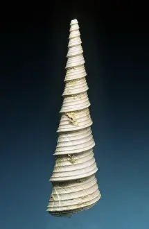 Prehistory: Gastropod Fossil