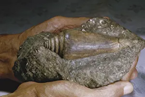 Matrix: Gastropod Fossil