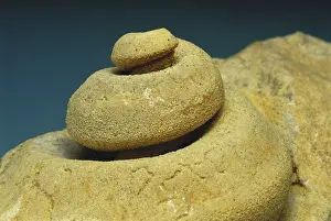 Spiral: Gastropod Fossil