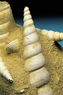 Snails: Gastropod fossils