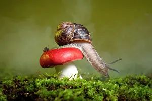 Crawl: Gastropod on a fungus of the genus Russula. San