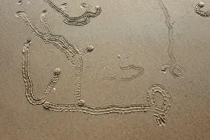 Gastropods: Gastropod Tracks