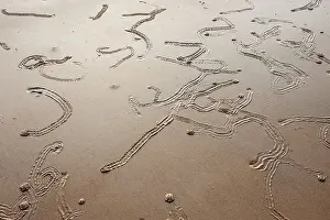 Trails: Gastropod Tracks