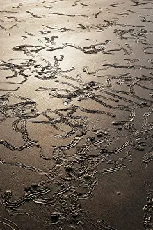 Trails: Gastropod Tracks at low tide