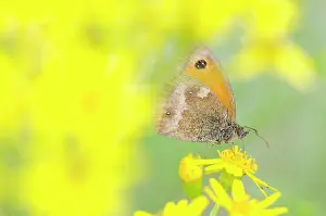 Tansy: Gatekeeper