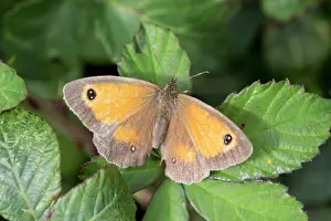 Gatekeeper: Gatekeeper Butterfly